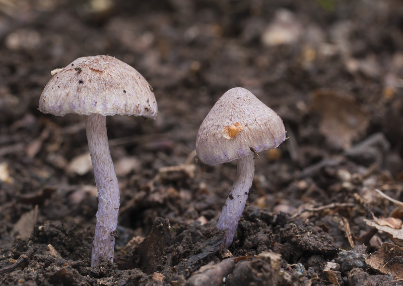 Inocybe griseolilacina